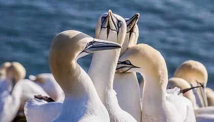 青岛男篮发布夏联启动仪式视频：逐梦篮天，叩响未来