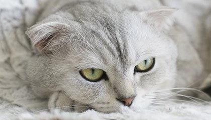 青岛男篮发布夏联启动仪式视频:逐梦篮天,叩响未来